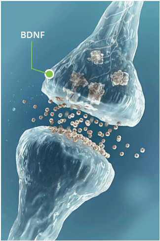 Illustration of synaptic transmission showcases molecules moving across a synapse, labeled BDNF, depicting the harmony akin to JointEternal Supplements promoting natural relief for joint health.